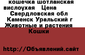 кошечка шотланская вислоухая › Цена ­ 2 000 - Свердловская обл., Каменск-Уральский г. Животные и растения » Кошки   